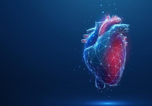 Illustration of a heart shaded red and blue against a dark background, with white lines and nodes overlaid on it like it is being mapped