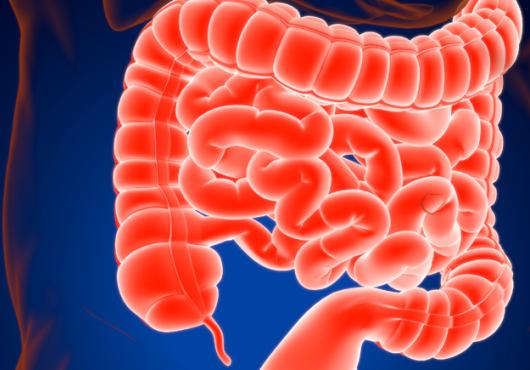 3-D illustration human digestive system focusing on the small and large intestine.