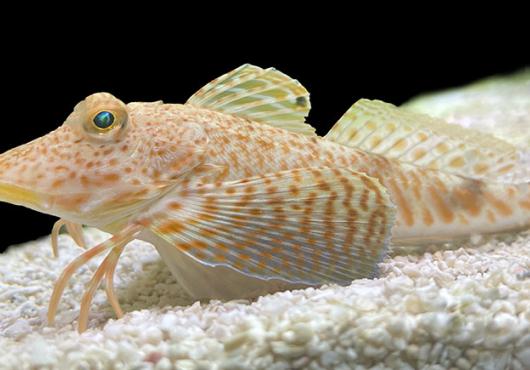 An orange spotted fit on a background of sand and black water
