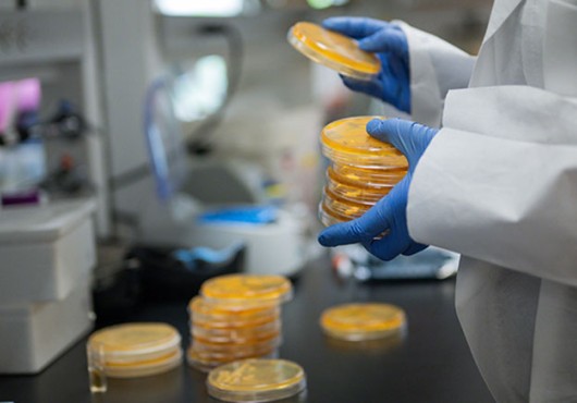 A person whose head is out of frame, wearing a white goat and gloves, holds a stack of Petri dishes with orange material in them. In the background, more dishes can be seen on a lab bench.
