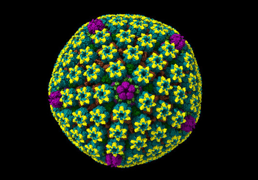 A colorful cryo-EM model of a herpes simplex virus capsid, appearing as a nearly spherical structure made of tightly packed, repeating protein clusters arranged in a geometric pattern.