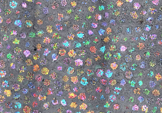 Dozens of small, colorful cells