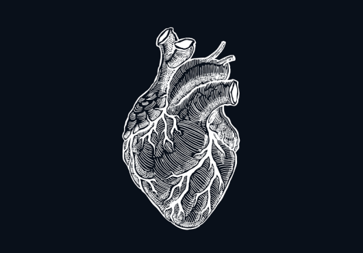 White line drawing of a human heart on a black background