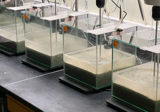 Photo of four clear tanks on a lab bench, each containing green sand and murky water.