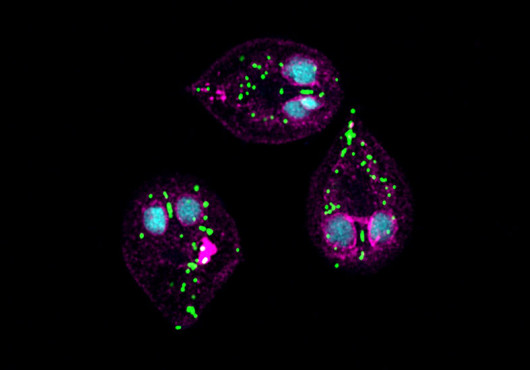 Fluorescent microscopy shows three teardrop-shaped Giardia parasites, each with two nuclear structures like eyes and scattered with green dots indicating mitochondria.