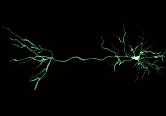 Green neuron on a black background