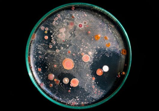 microorganisms