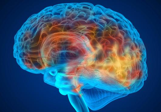 brain