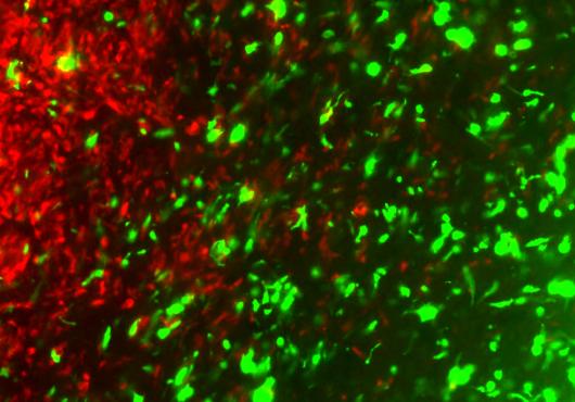 Crispr-Cancer
