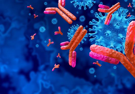 Illustration shows Y-shaped antibodies in bright red clustering around a knobby viral particle in blue