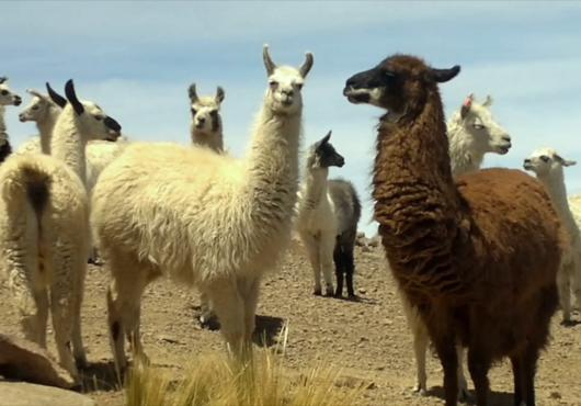 Llamas