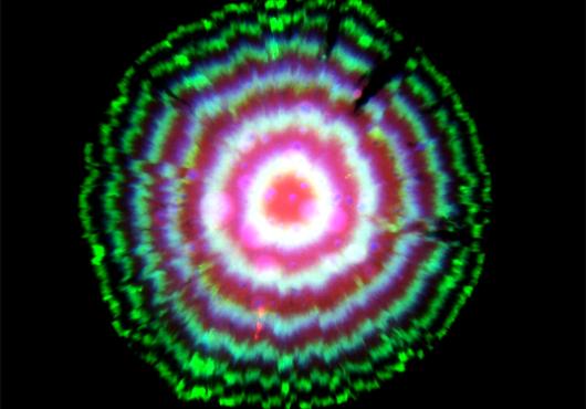 repressilator 