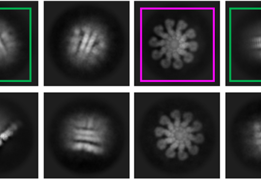 Squares show the inflammasome from different angles. Some look like spoked wheels. Others look like sandwich cookies from the side.