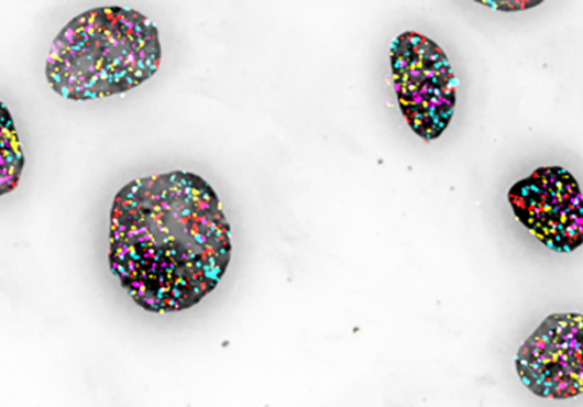 cell nuclei appear as dark stone-like shapes, with genomic regions labeled as multiple colored dots, against a gray background