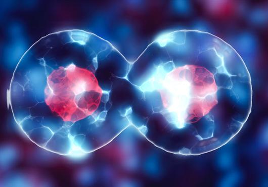 cell division
