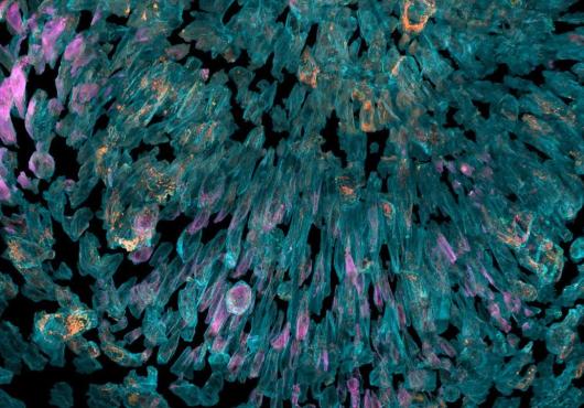 A look in a microscope
