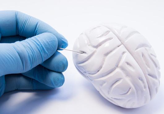 A gloved hand examines a small model of a brain