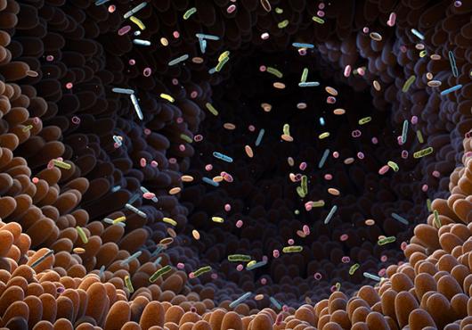 Illustration of intestinal bacteria in the gut microbiome