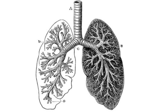 illustration of human lungs