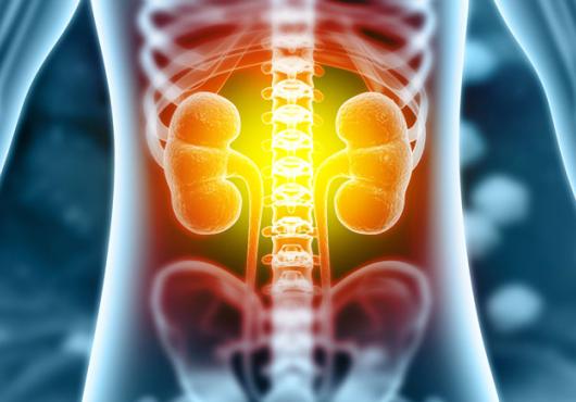 Illustration of kidneys inside a skeletal frame 