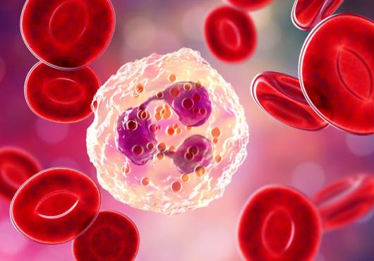 An illustration of a large, white immune cell surrounded by smaller red blood cells