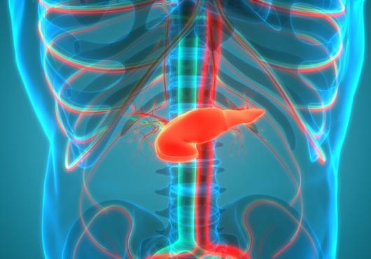 Illustration of the inside of a human torso with the pancreas delineated in orange