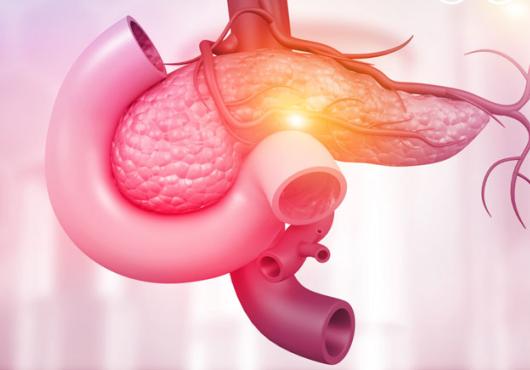 Illustration in pink of the anatomy of the pancreas 