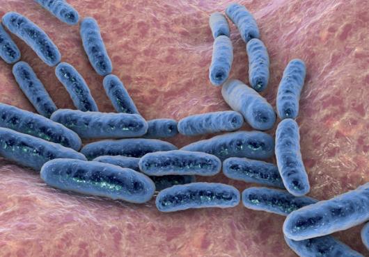 Lactobacillus, 3D illustration. Image: Dr. Microbe/iStock/Getty Images Plus