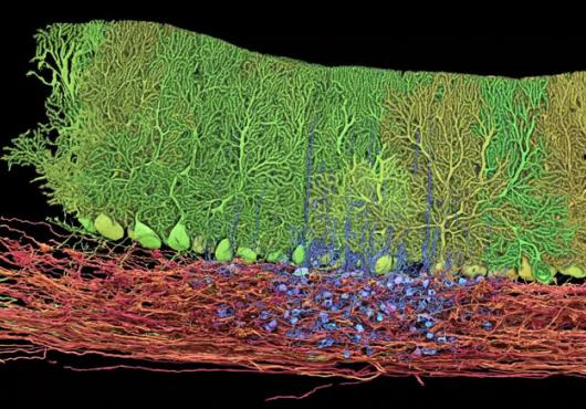 Red, green, and blue neurons connected to each other
