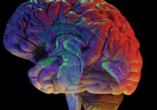 Colorful brain graphic 