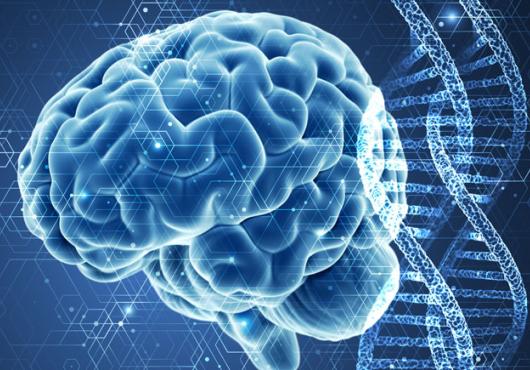 A stylized blue image of a human brain next to a vertical DNA double helix