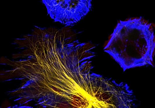 Cell image graphic