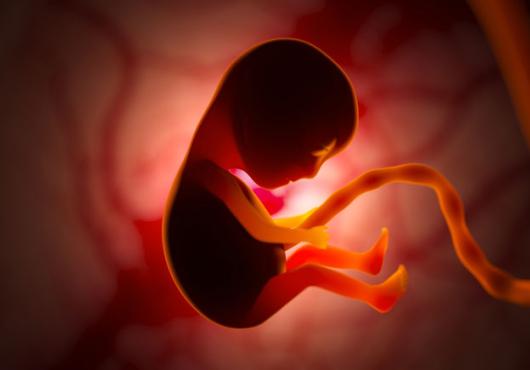 Illustration of a fetus in the womb attached by umbilical cord
