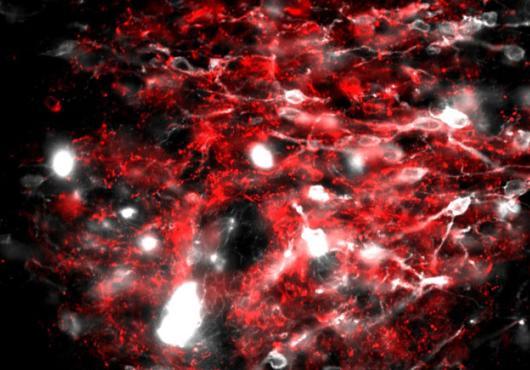 Sparse white spots on a background of red
