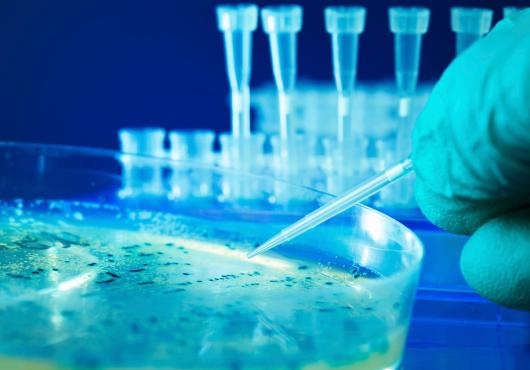 Stock image of a gloved hand working with a Petri dish, test tubes in the background