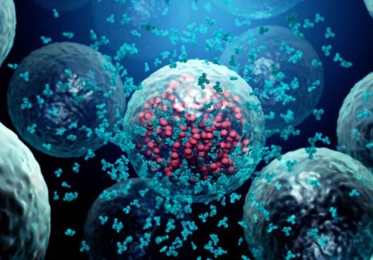 Illustration of antibodies destroying a cell infected by a virus.  