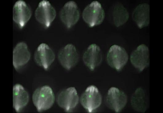 Rows of gray ovals with greet dots inside