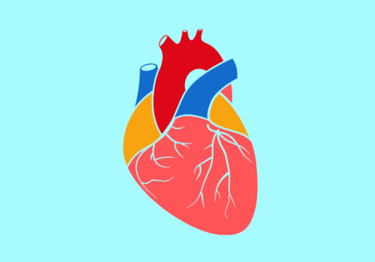 Anatomically correct heart emoji with ventricles, etc. 