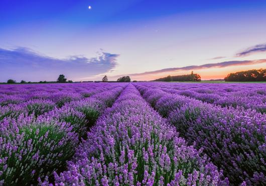 lavender