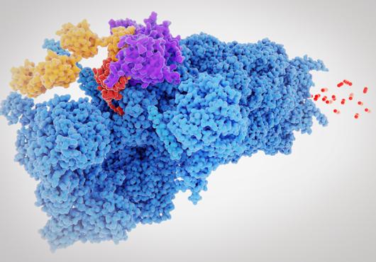 proteasome