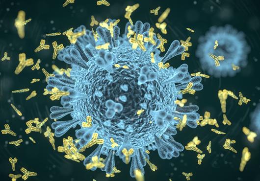 covid antibody
