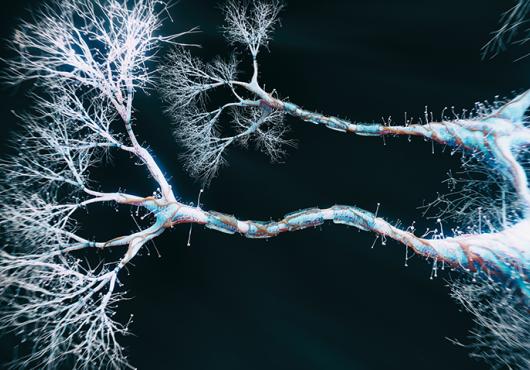 neurons