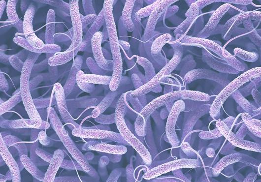 cholera