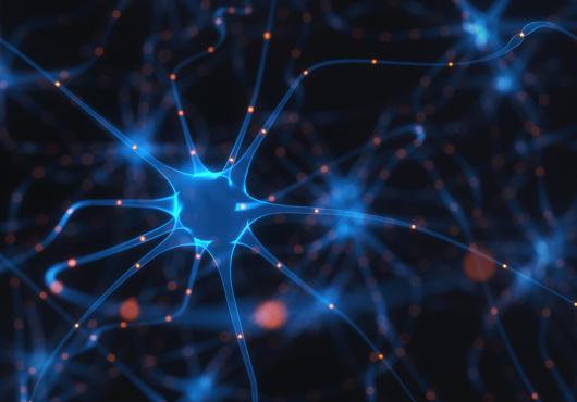 neuron