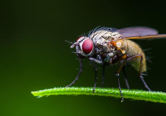 flies