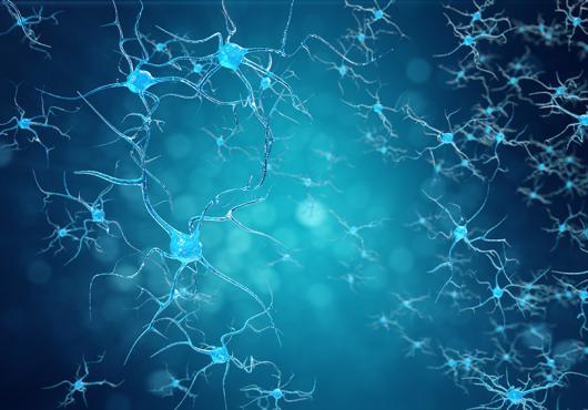 neurons