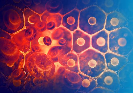 blood cells