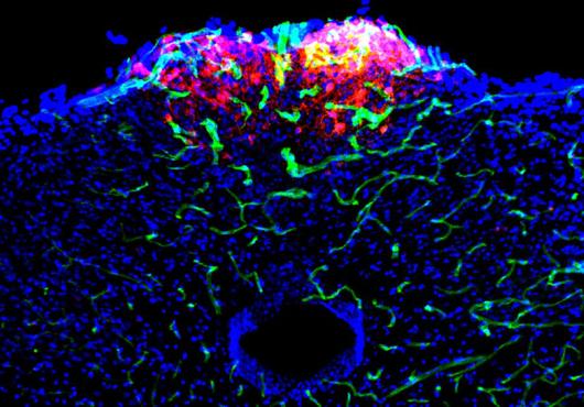 glp neurons
