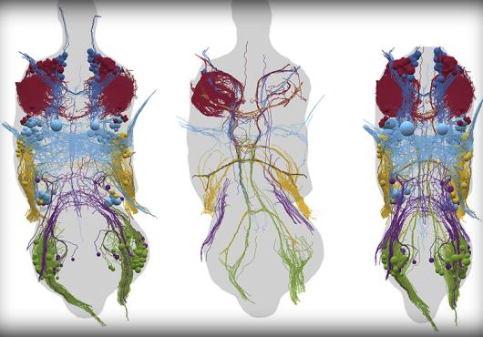 fly neurons