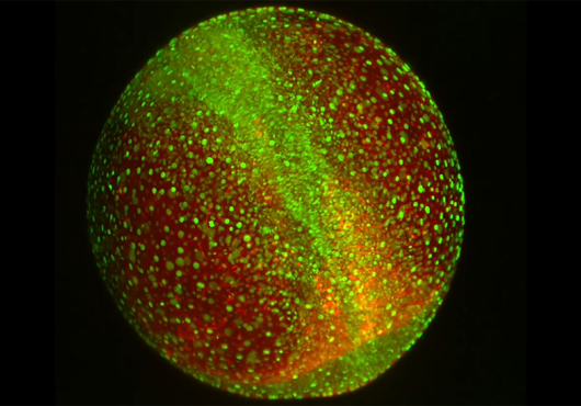 Zebrafish cells